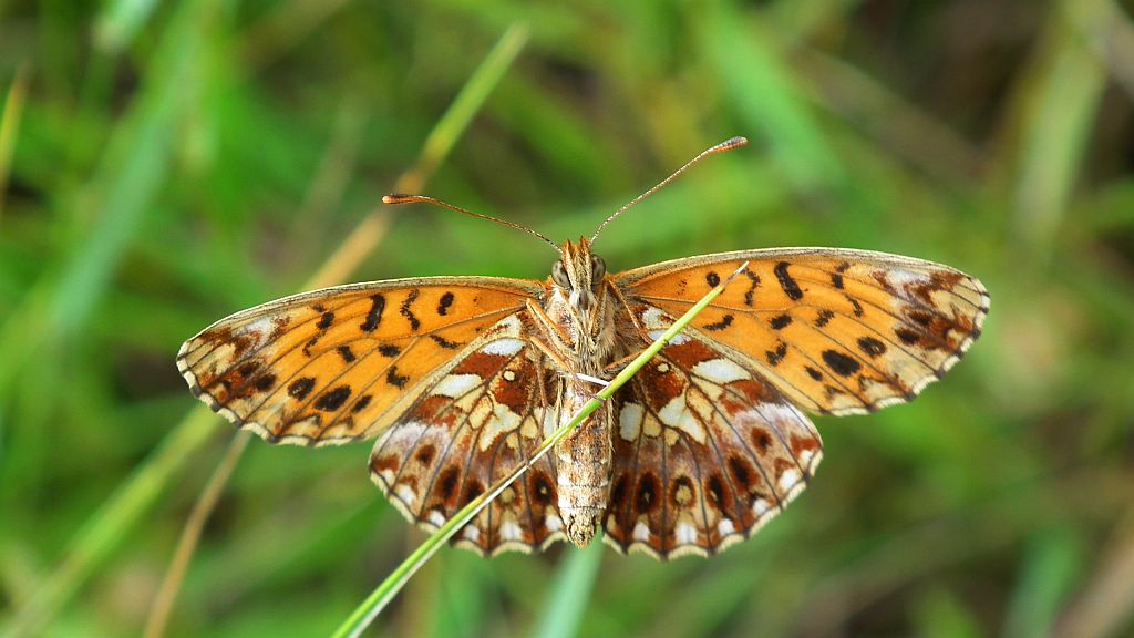 Dostojka selene (Boloria selene)