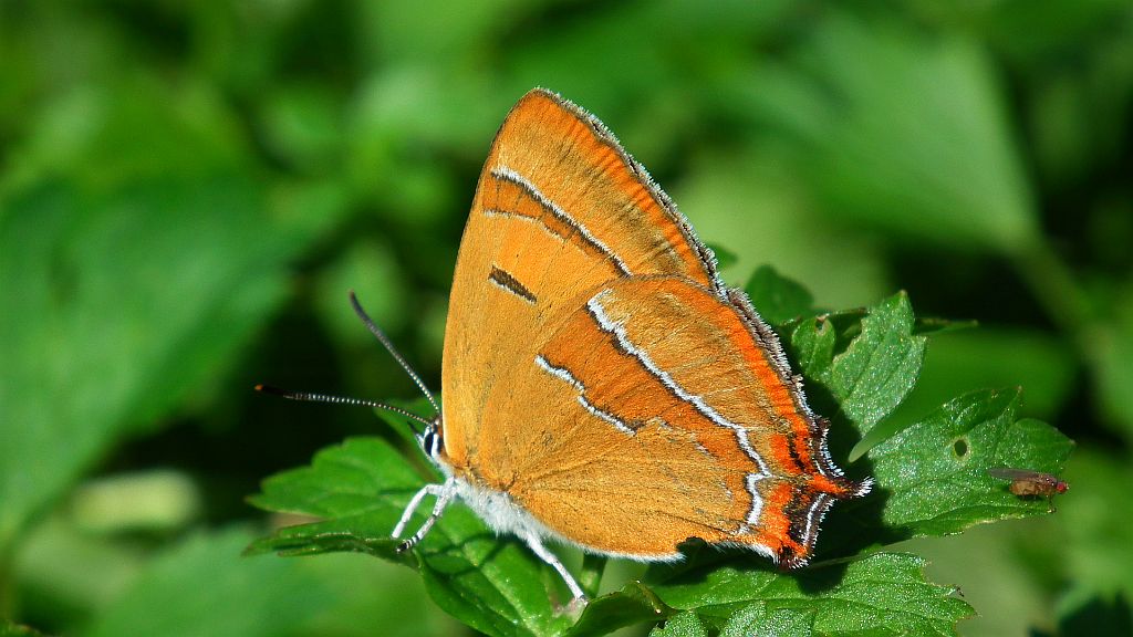 Pazik brzozowiec (Thecla betulae)
