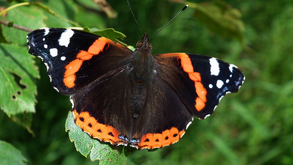 Rusałka admirał (Vanessa atalanta)