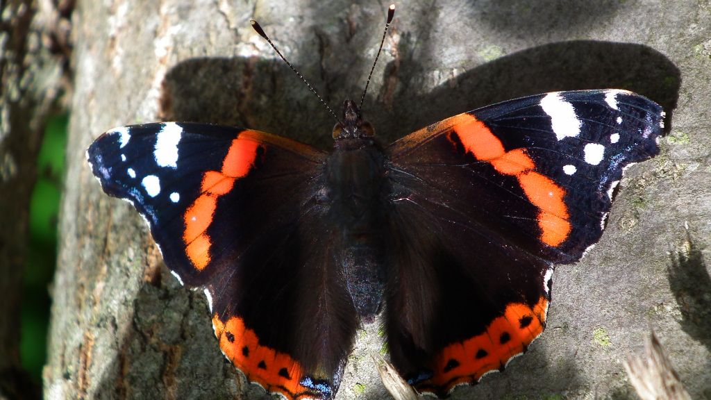 Rusałka admirał (Vanessa atalanta)