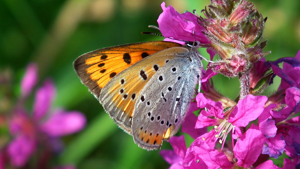 Czerwończyk nieparek (Lycaena dispar)