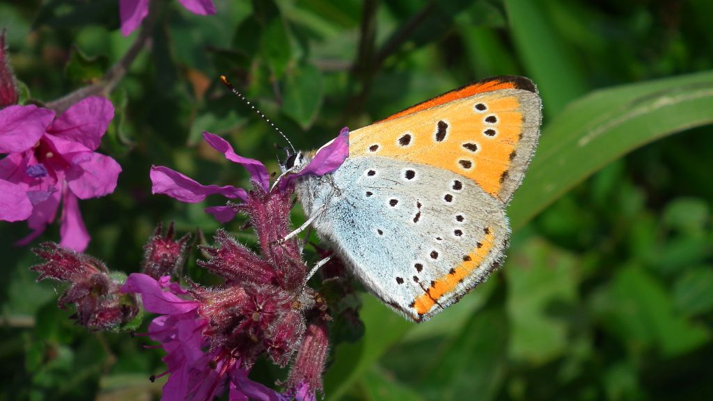 Czerwończyk nieparek (Lycaena dispar)