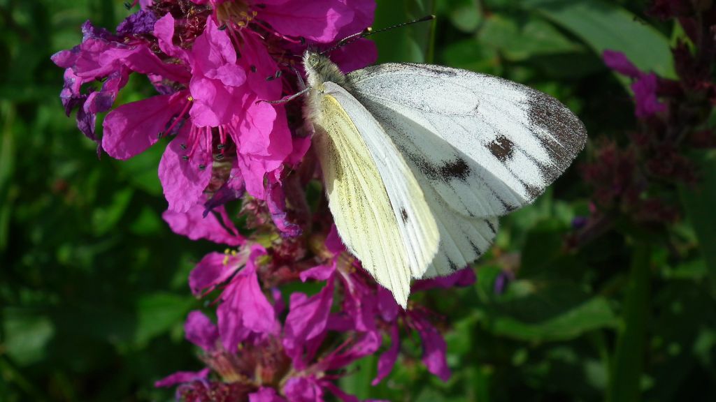 Pieris napi(Bielinek bytomkowiec)
