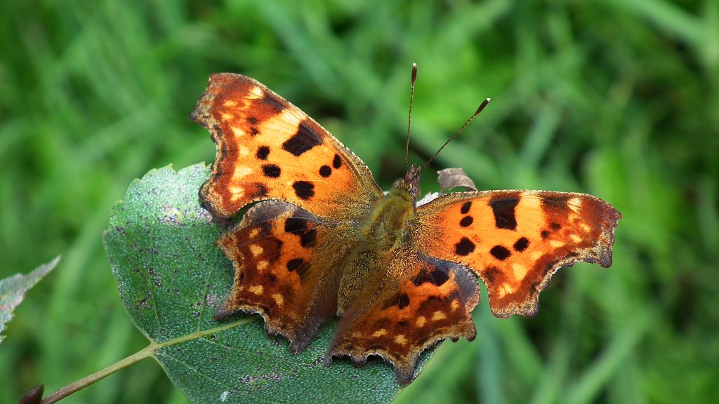 Rusałka ceik (Polygonia c-album)