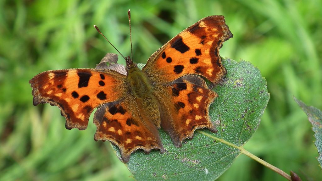 Rusałka ceik (Polygonia c-album)