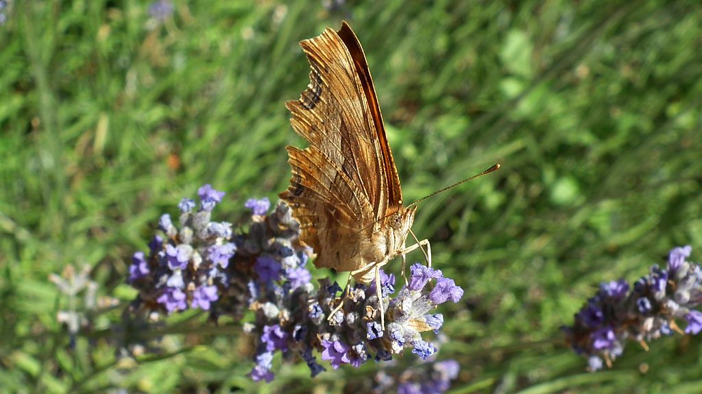 Polygonia egea