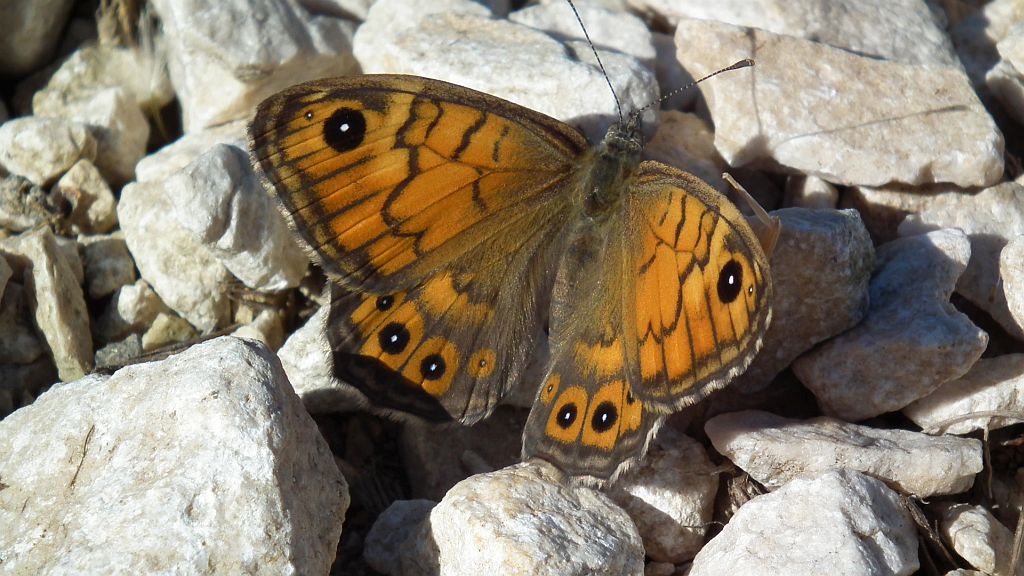 Osadnik megera (Lasiommata megera)