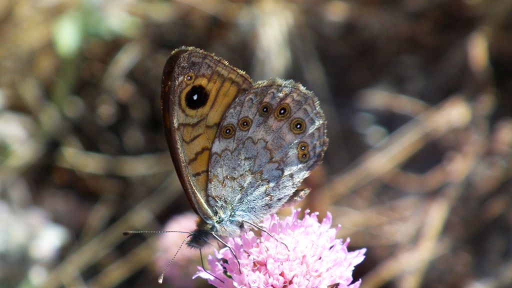 Osadnik megera (Lasiommata megera)