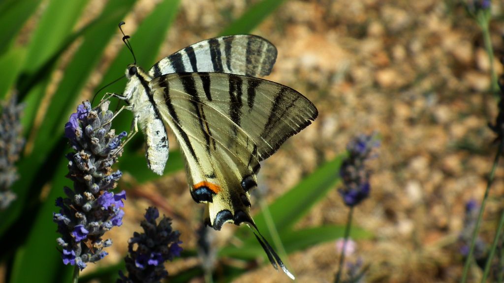 Paź żeglarz, witeź żeglarz, żeglarek (Iphiclides podalirius syn. Papilio podalirius)