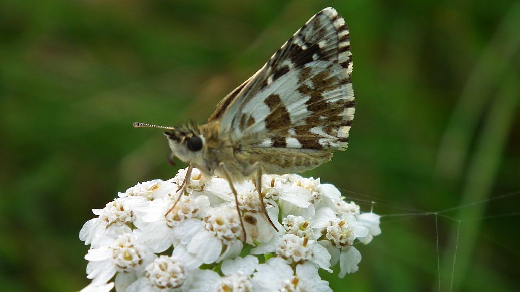 Powszelatek alweus (Pyrgus alveus)