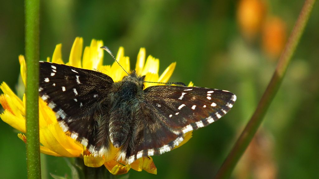 Powszelatek alweus (Pyrgus alveus)
