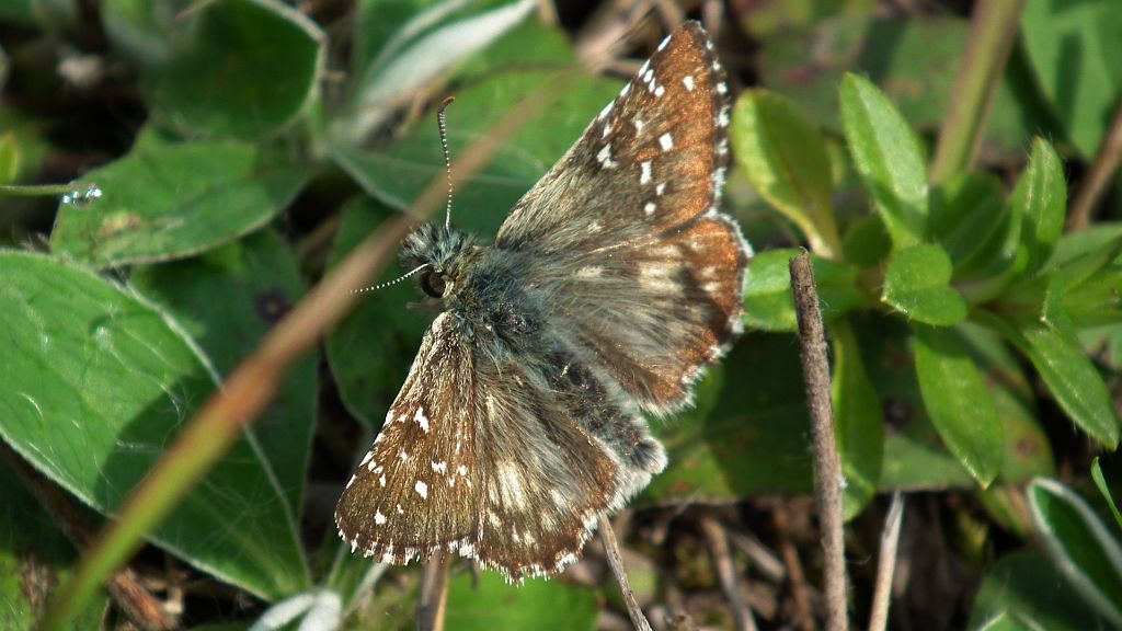 Powszelatek alweus (Pyrgus alveus)