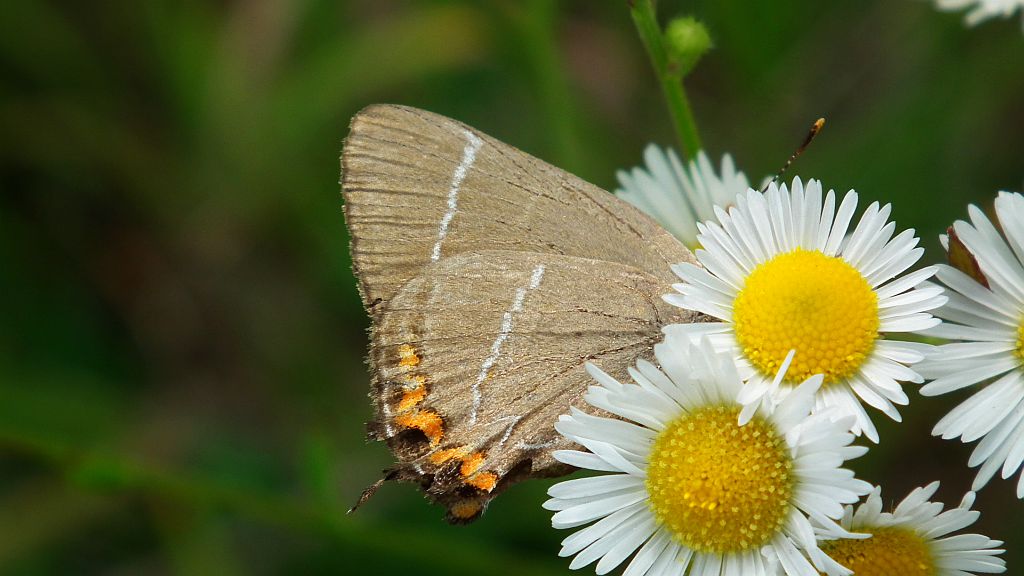 Ogończyk wiązowiec (Satyrium w-album)