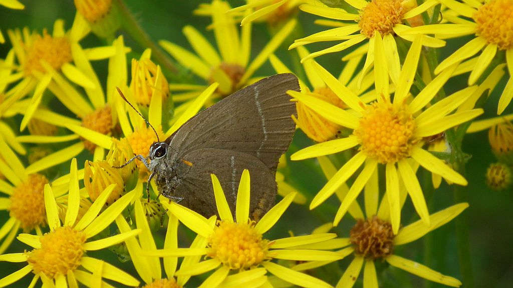 Ogończyk wiązowiec (Satyrium w-album)