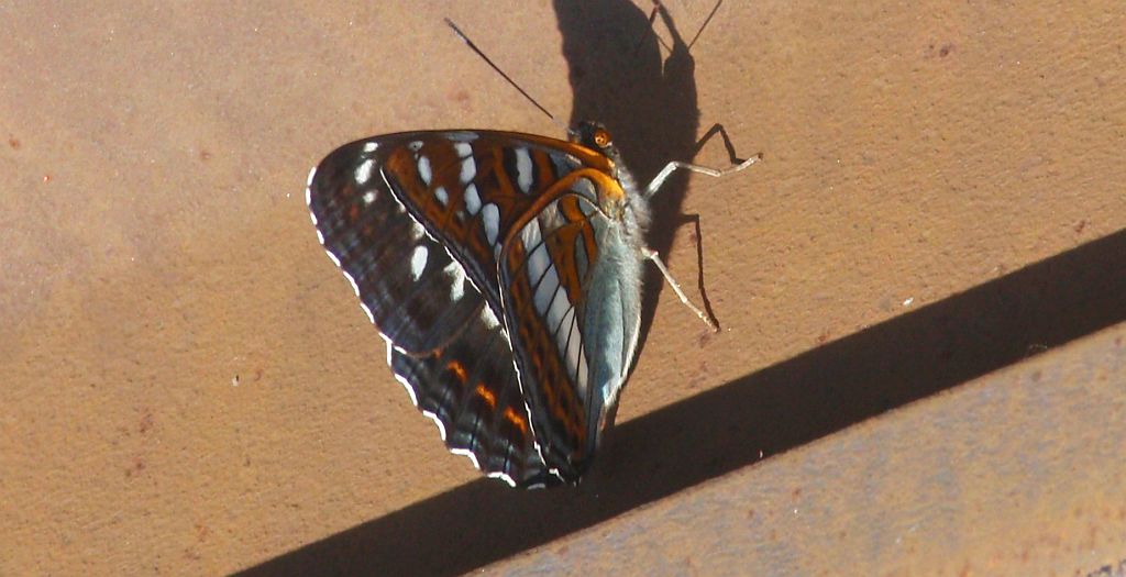 Pokłonnik osinowiec (Limenitis populi)