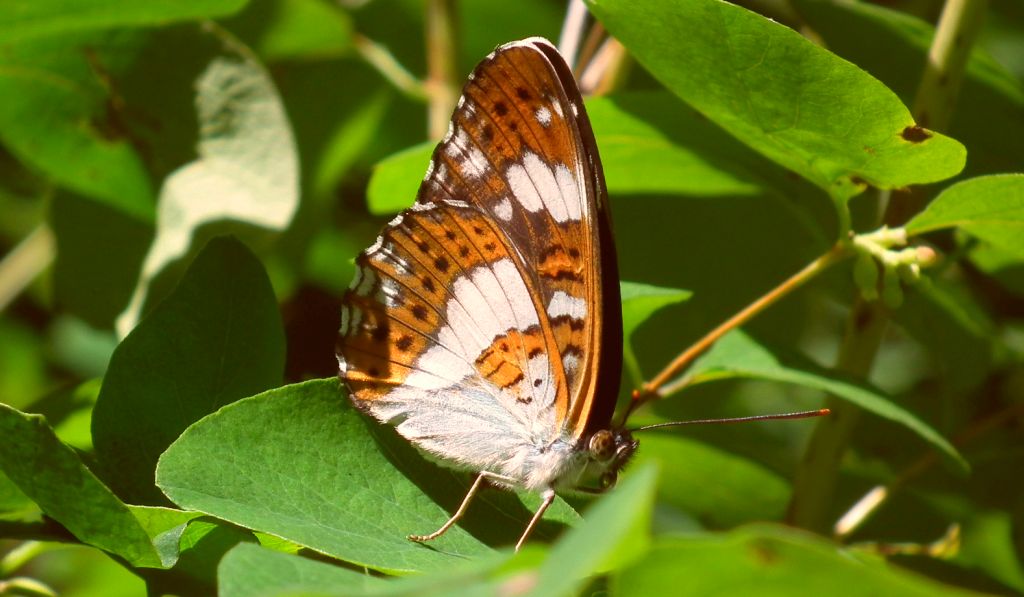 Pokłonnik kamila/wróż (Limenitis camilla)