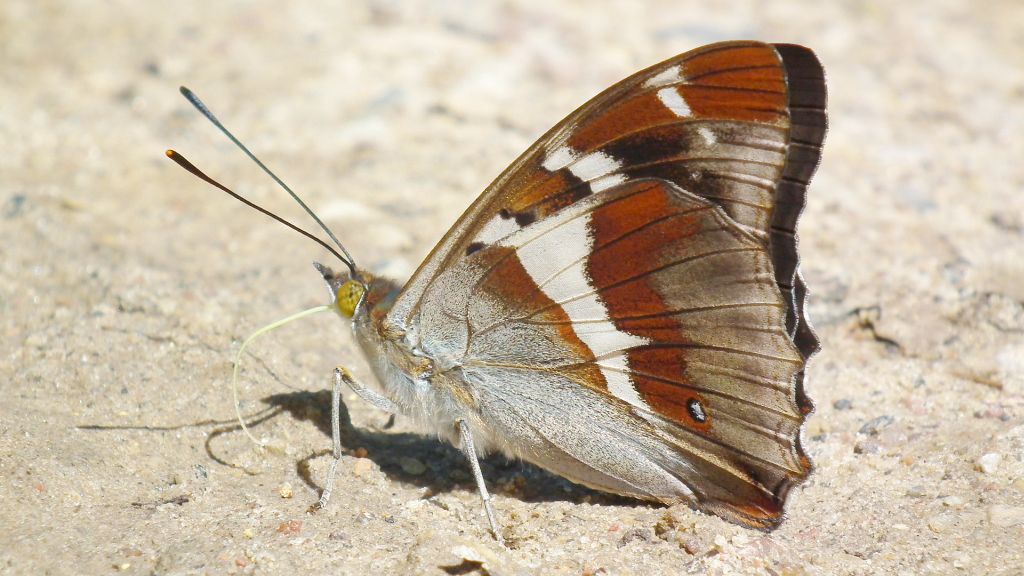 Mieniak tęczowiec (Apatura iris)
