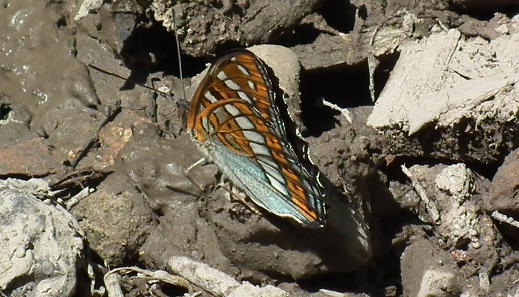 Pokłonnik osinowiec (Limenitis populi)