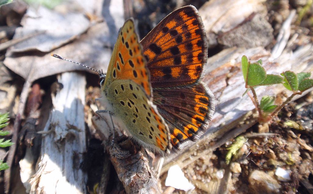 Czerwończyk fioletek (Lycaena helle)