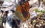 Czerwończyk fioletek (Lycaena helle)