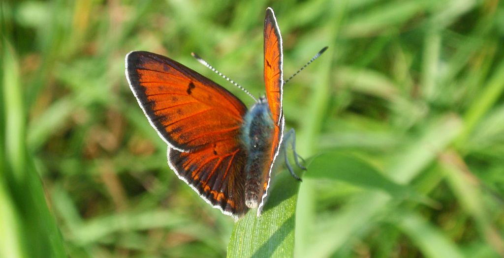 Czerwończyk płomieniec (Lycaena hippothoe)