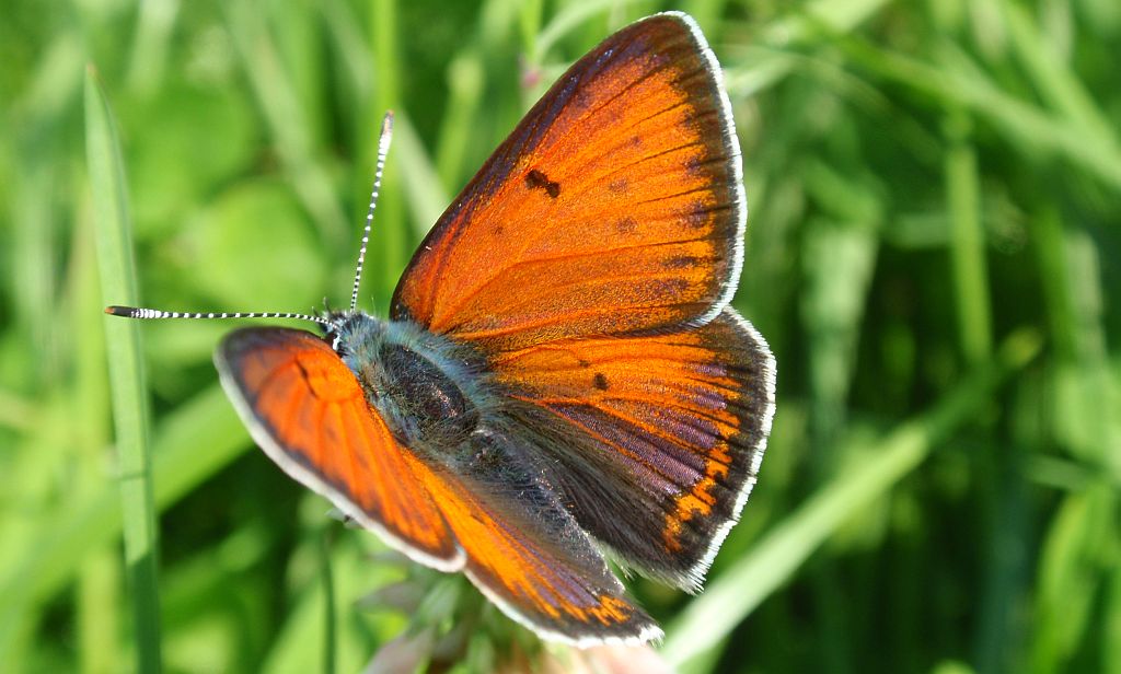 Czerwończyk płomieniec (Lycaena hippothoe)