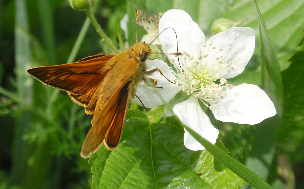 Karłątek kniejnik (Ochlodes venatus)