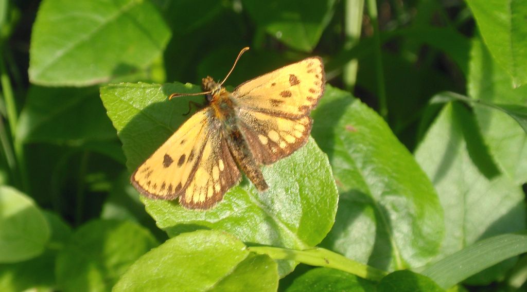 Kosternik leśniak (Carterocephalus silvicola)
