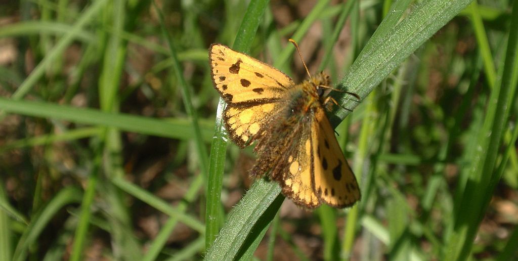 Kosternik leśniak (Carterocephalus silvicola)