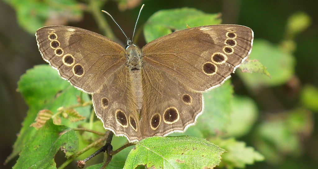 Osadnik wielkooki (Lopinga achine)