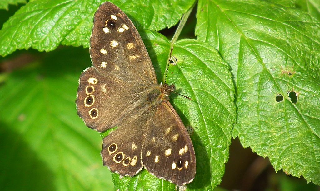 Osadnik egeria (Pararge aegeria)