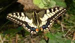 Paź królowej (Papilio machaon)