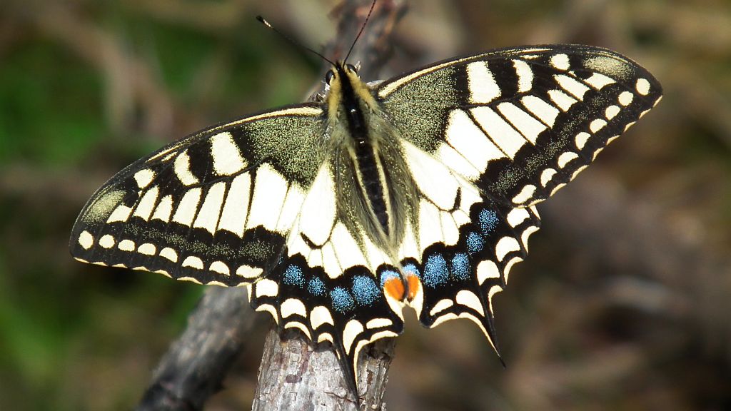 Paź królowej (Papilio machaon)