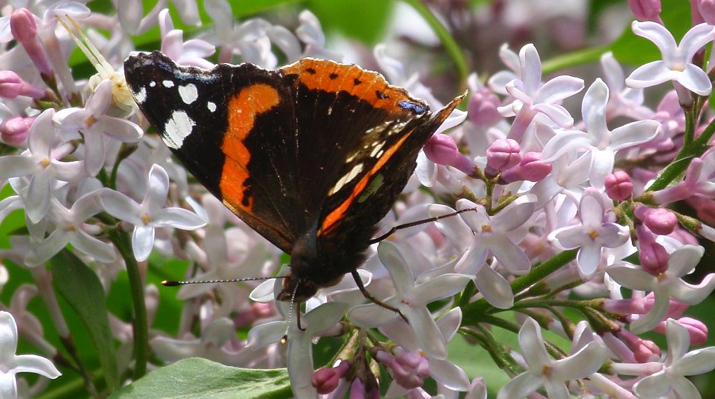 Rusałka admirał (Vanessa atalanta)