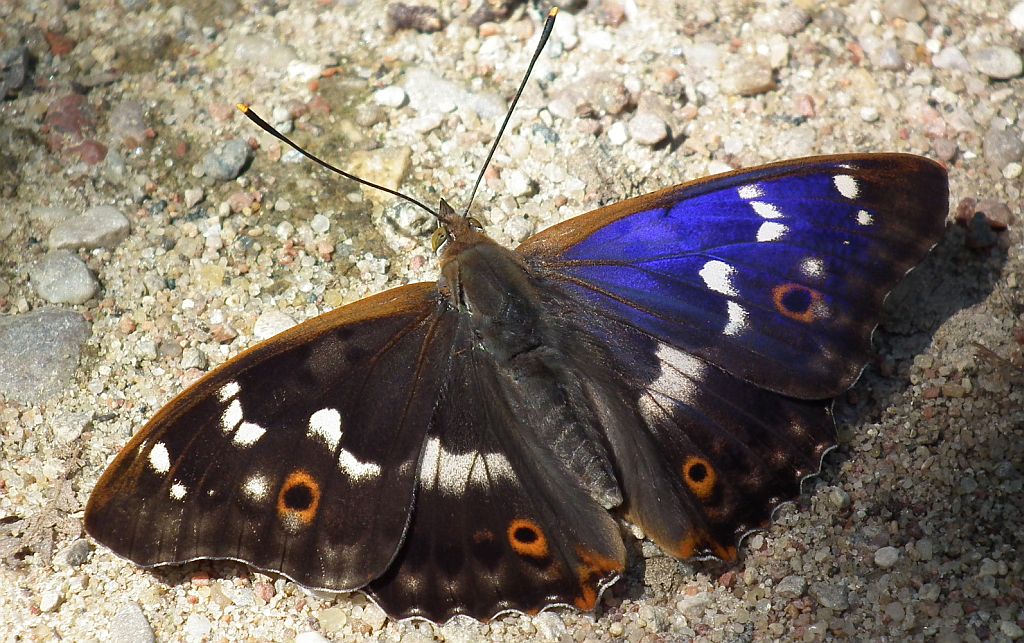Mieniak strużnik (Apatura ilia)