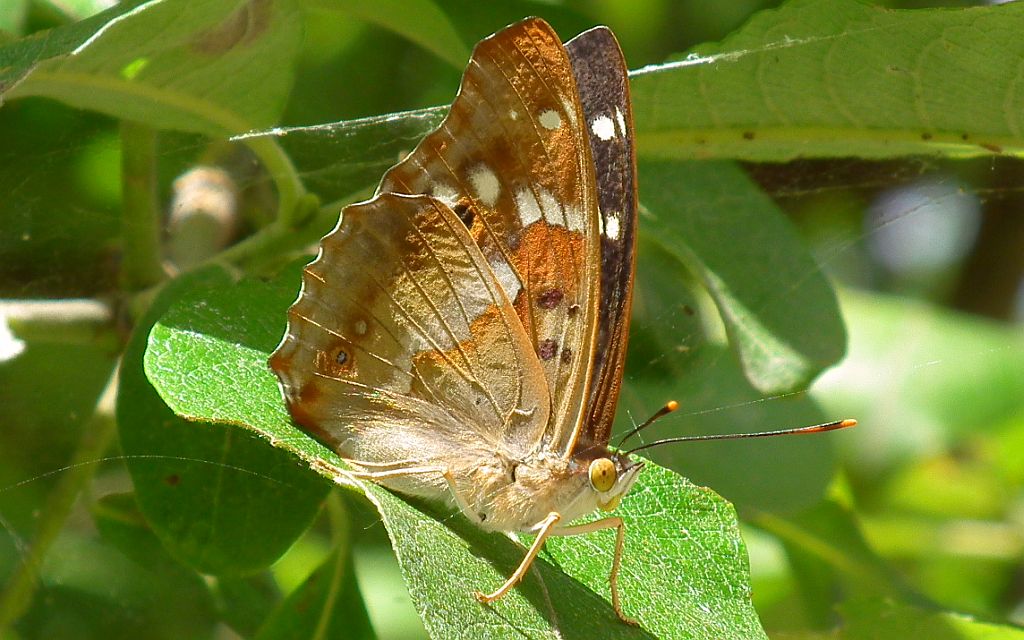 Mieniak strużnik  (Apatura  ilia) forma clytie