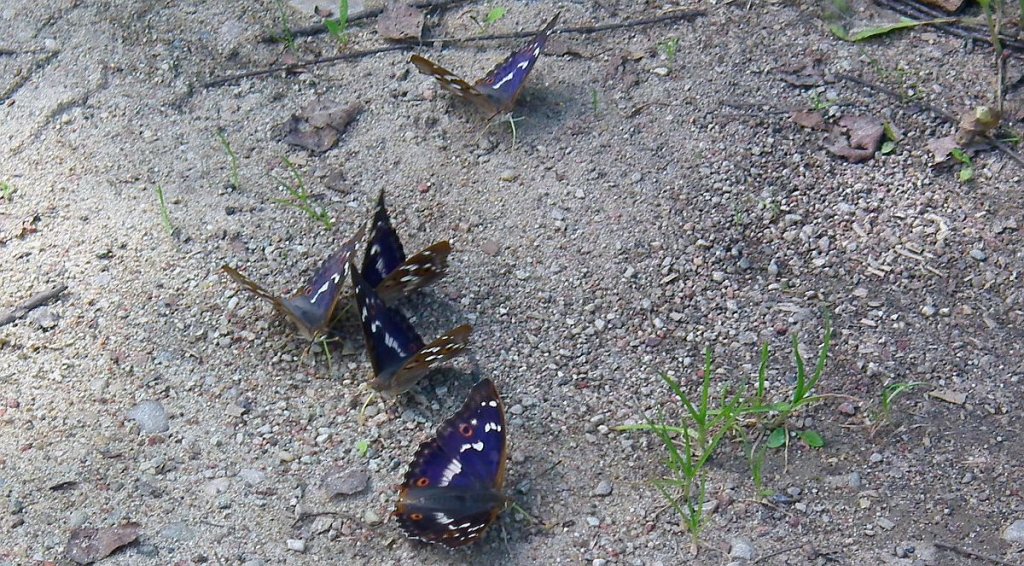 Mieniak strużnik (Apatura ilia)