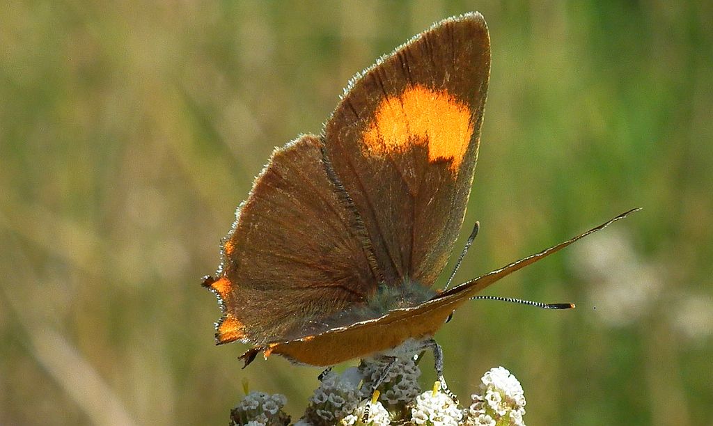 Pazik brzozowiec (Thecla betulae)