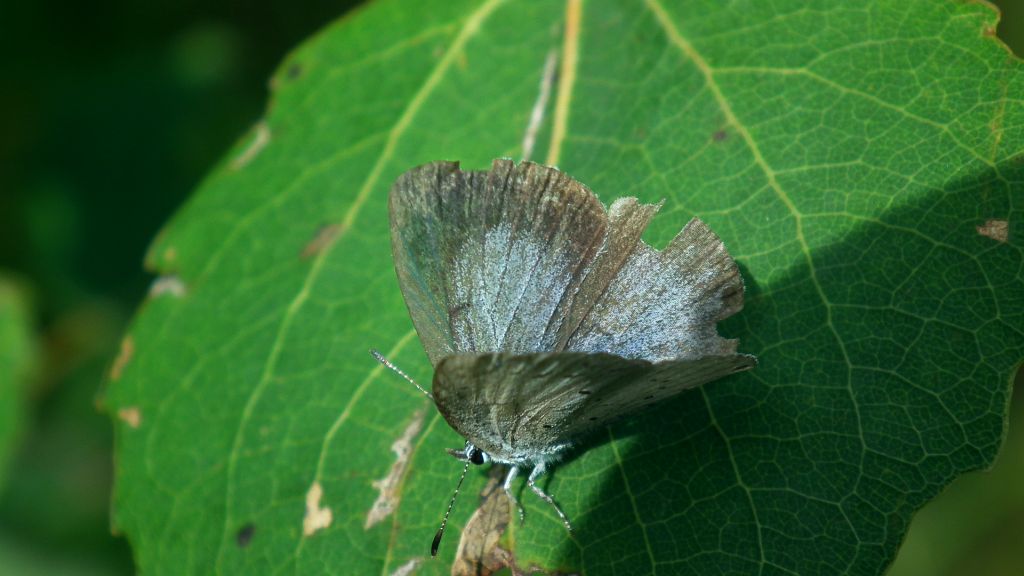Modraszek wieszczek (Celastrina argiolus)