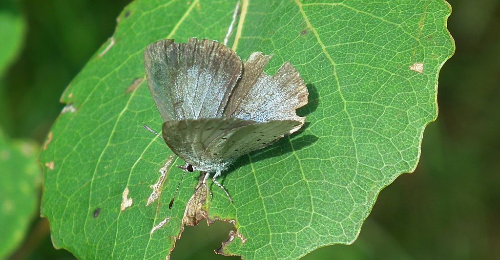 Modraszek wieszczek (Celastrina argiolus)