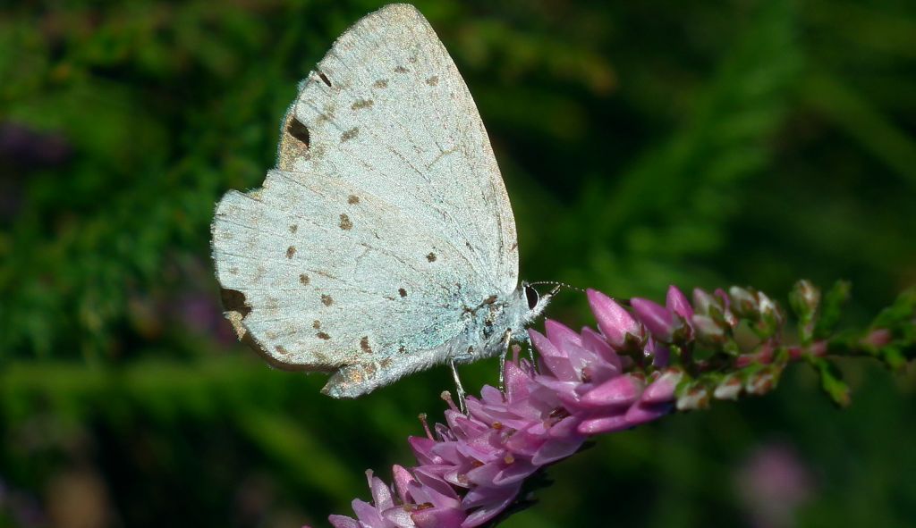 Modraszek wieszczek (Celastrina argiolus)