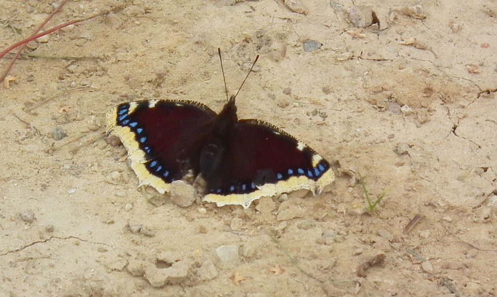 Rusałka żałobnik (Nymphalis antiopa)