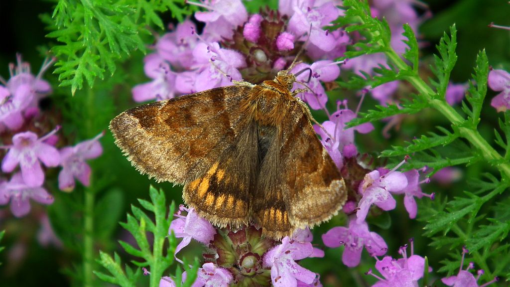Wygłoba koniczówka (Euclidia glyphica)