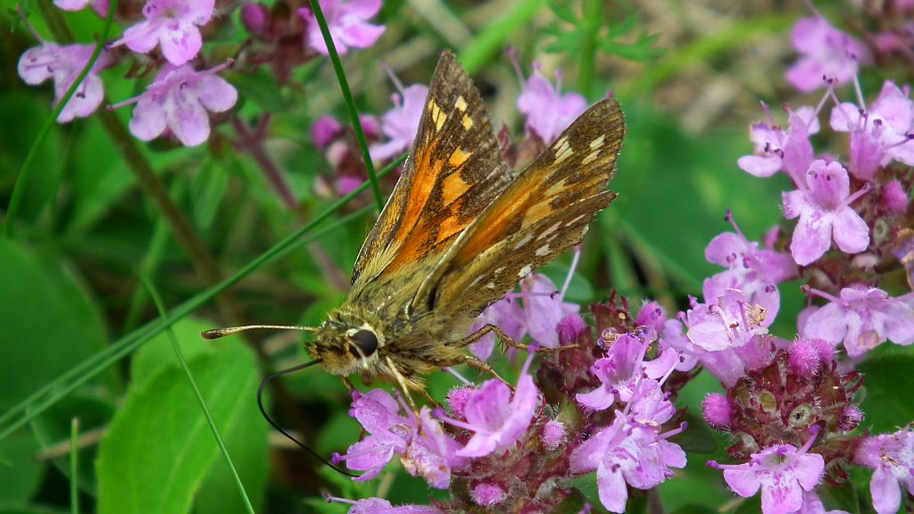 Karłątek klinek (Hesperia comma)