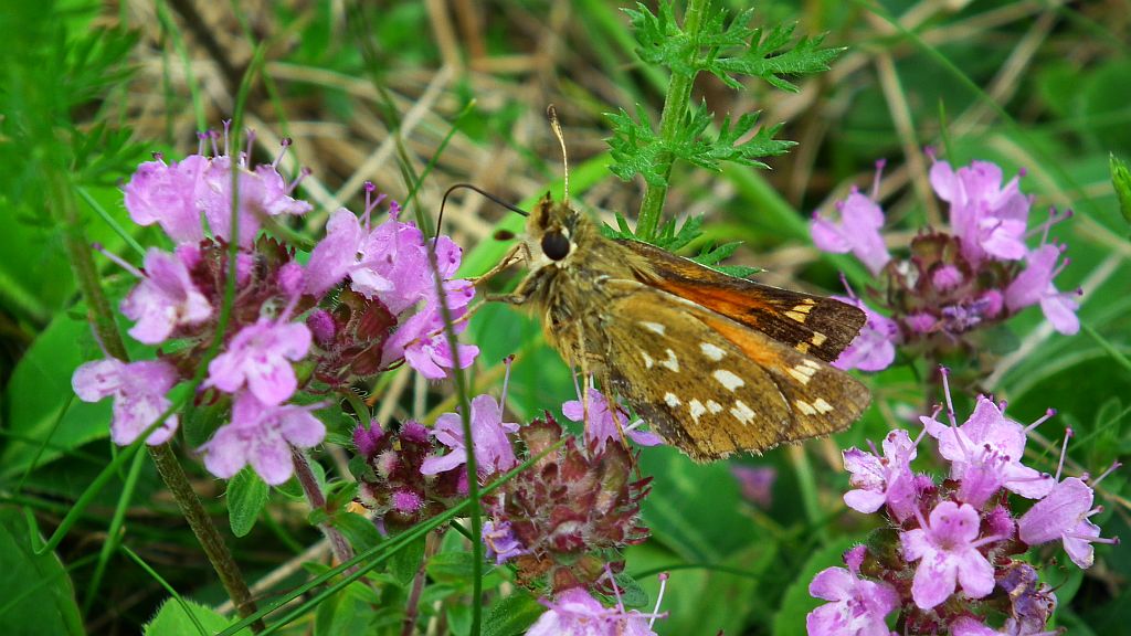 Karłątek klinek (Hesperia comma)