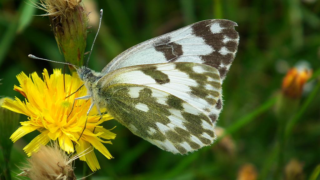 Bielinek rukiewnik (Pontia edusa)
