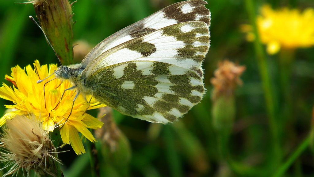 Bielinek rukiewnik (Pontia edusa)