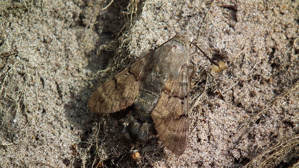 Fruczak gołąbek (Macroglossum stellatarum)