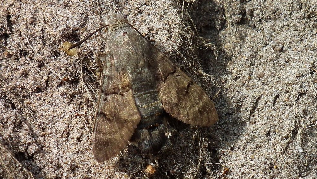 Fruczak gołąbek (Macroglossum stellatarum)