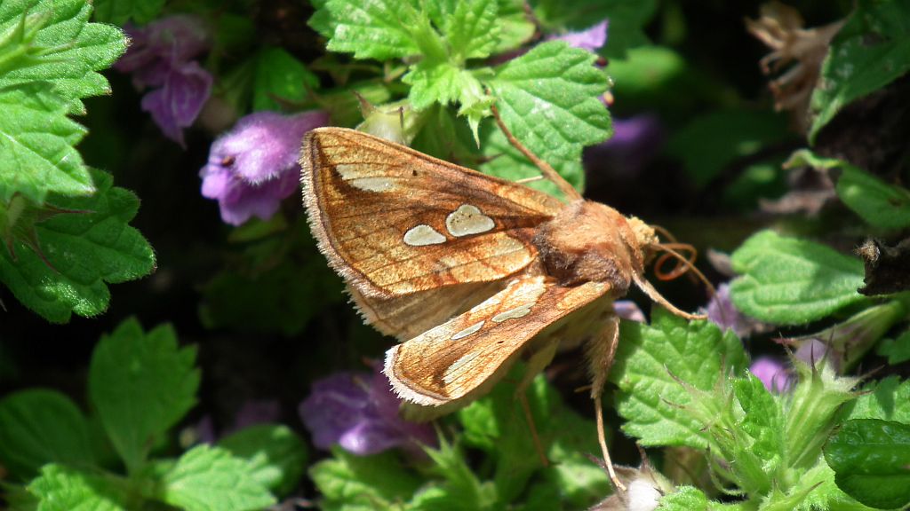 Złocica kostrzewica (Plusia festucae)